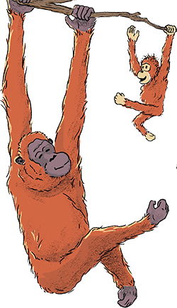 Orangutan