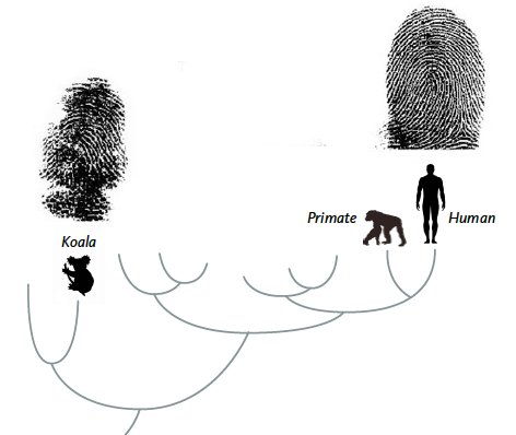 Similar Fingerprints