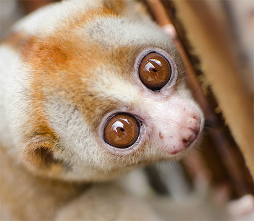 slow loris teeth