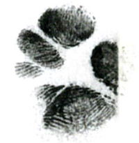 Sugar Glider Fingerprint