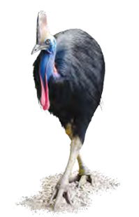 Southern Cassowary