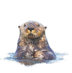 Sea Otter