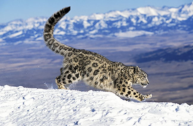 snow leopards weathers harshest webshots