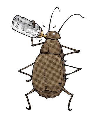 Beetle Cockroach