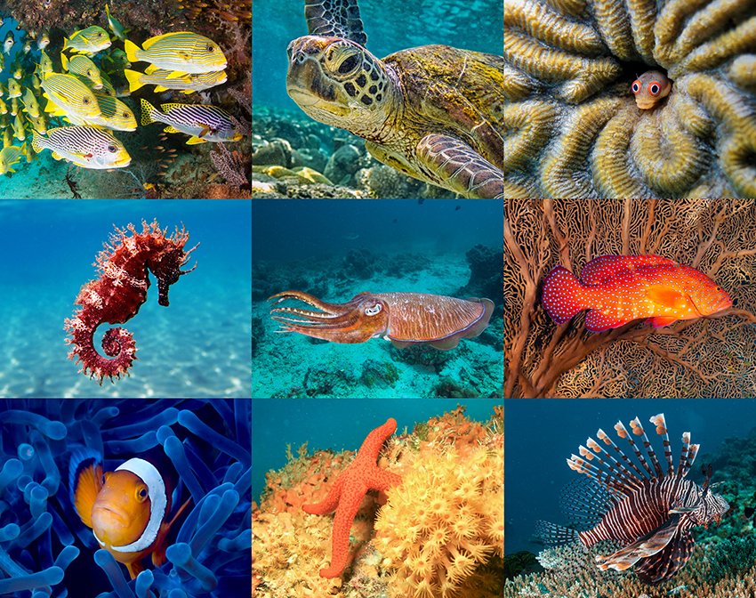 Coral Reef Creatures