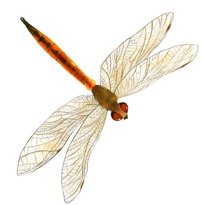 Gold skimmer dragonfly