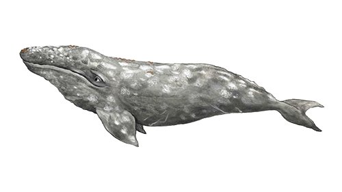 Eastern gray whale