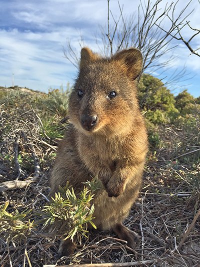 Quokka: The Happiest Animal on Earth? | Answers in Genesis