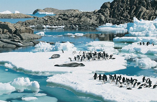 Penguins and Seals