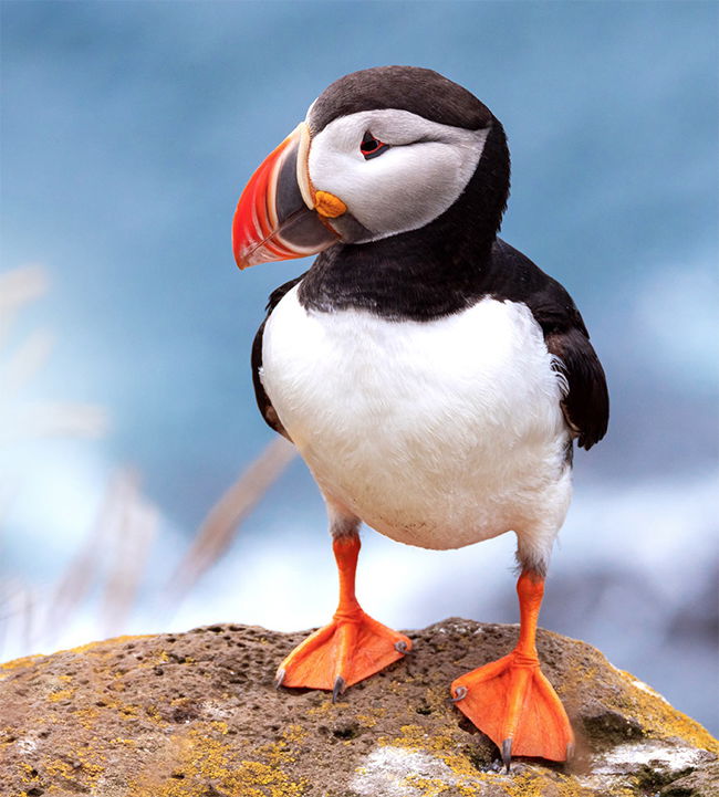 Puffins: Clown Birds of the Atlantic