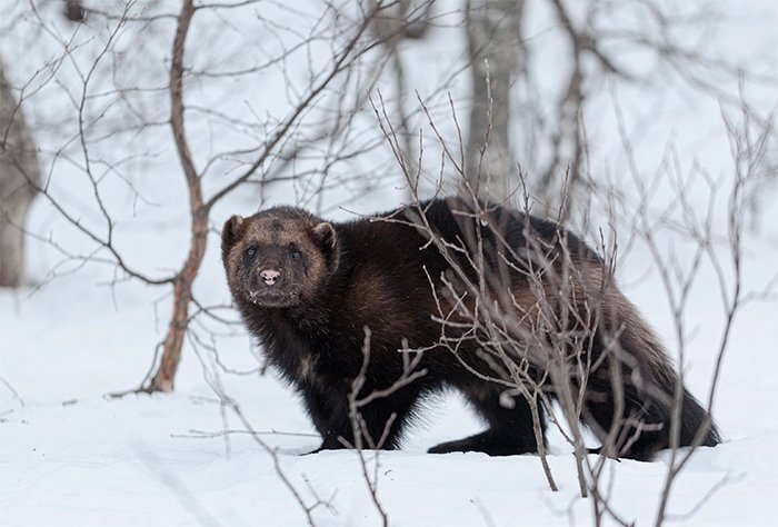 Wolverines—More Than Claws & Fury | Answers in Genesis