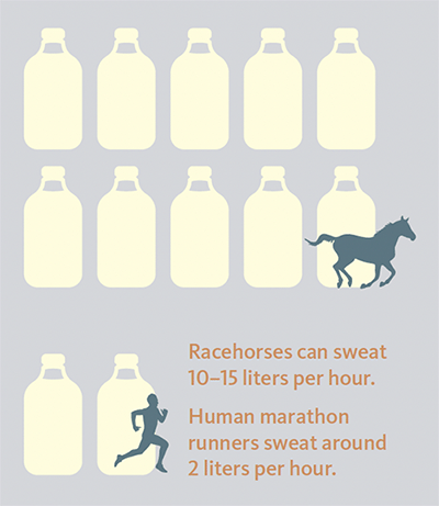 Horse vs. Human Sweat