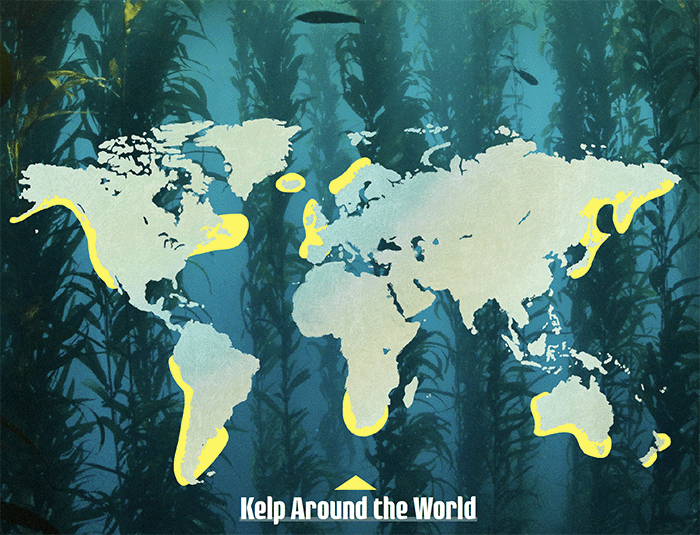 Kelp Forest Map