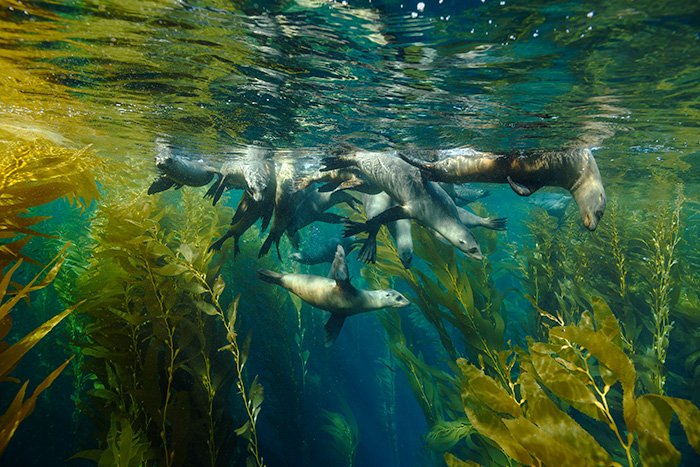Seals in Kelp