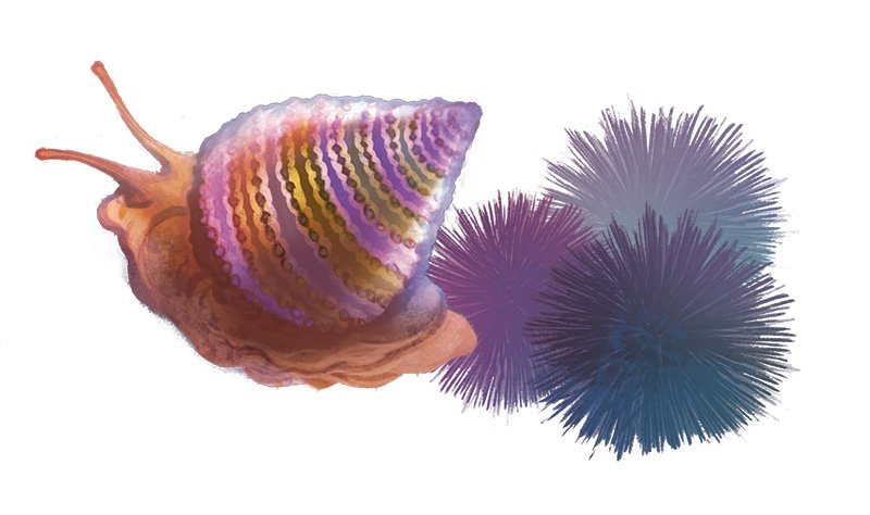 Sea slug and urchins