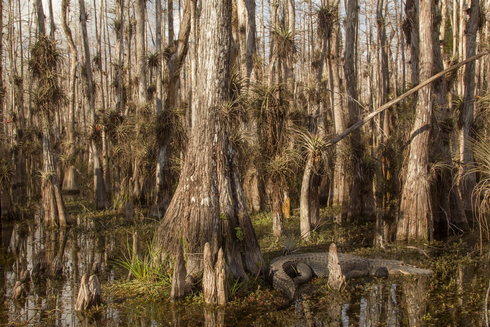 Cypress Swamps Sub-biome