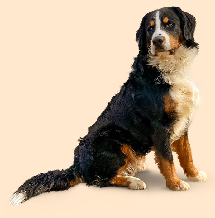 Bernese Mountain Dog