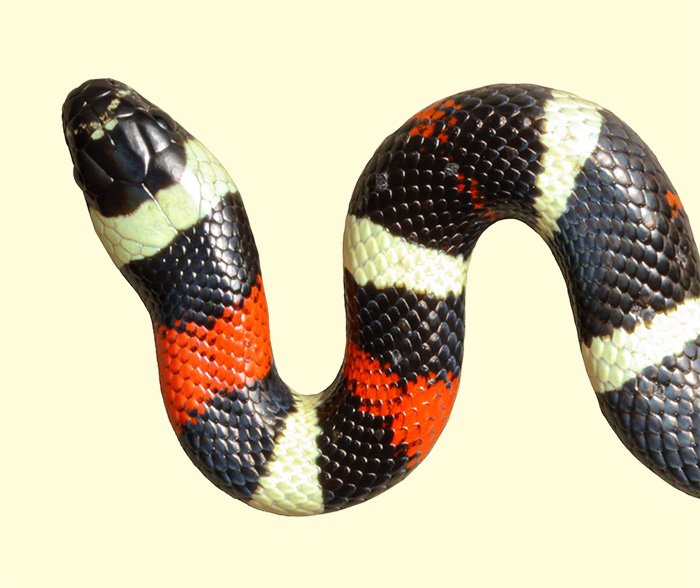 Pueblan Milk Snake