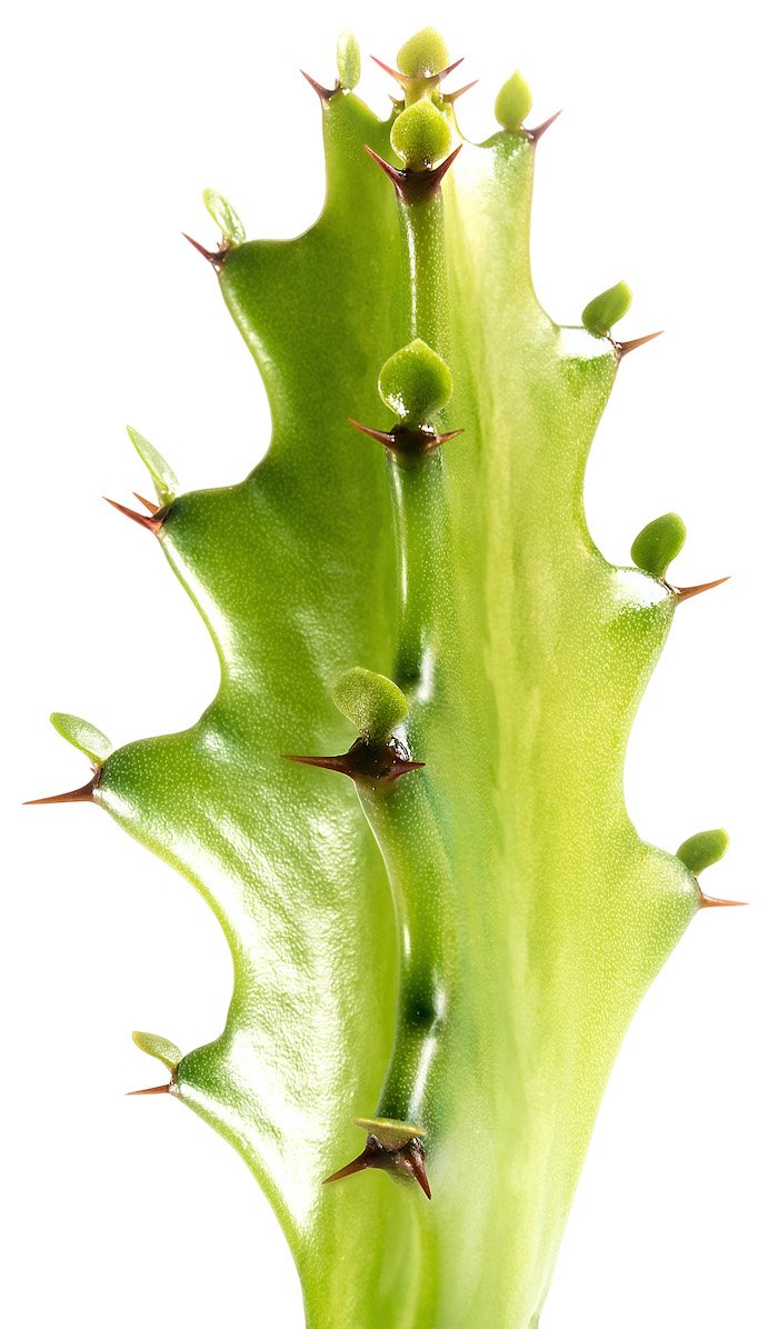 Dragon bone cactus, Euphorbia lactea