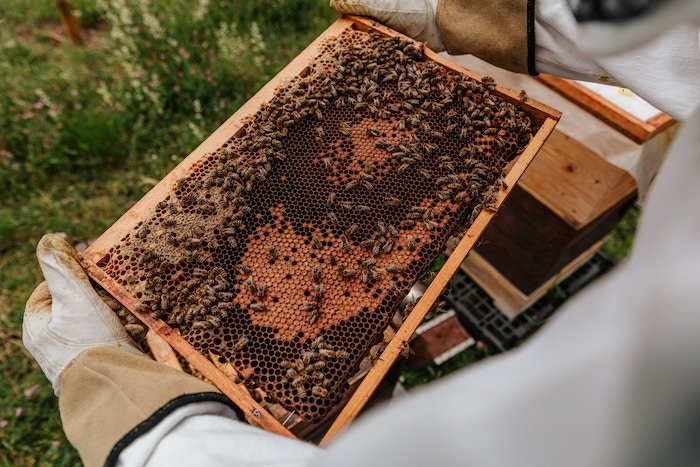 Bees on honey comb, held by beekeeper