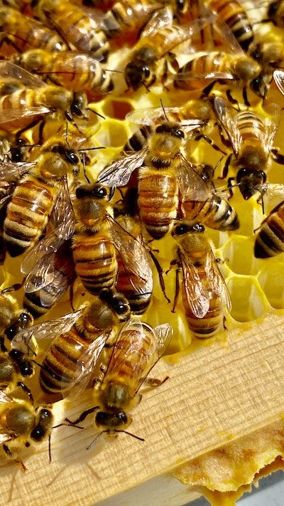 Bees on honey combs