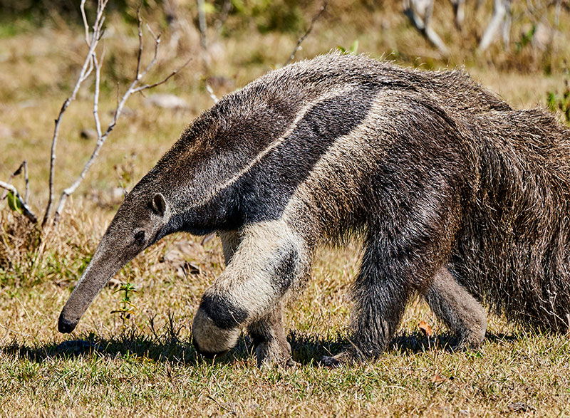 Anteater 