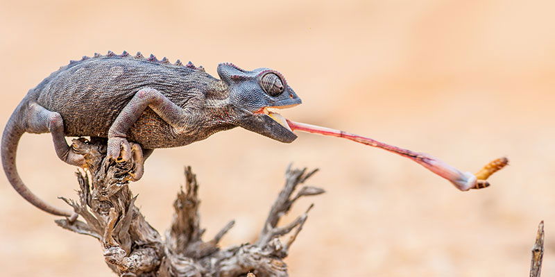 Chameleon grabbing food with tongue