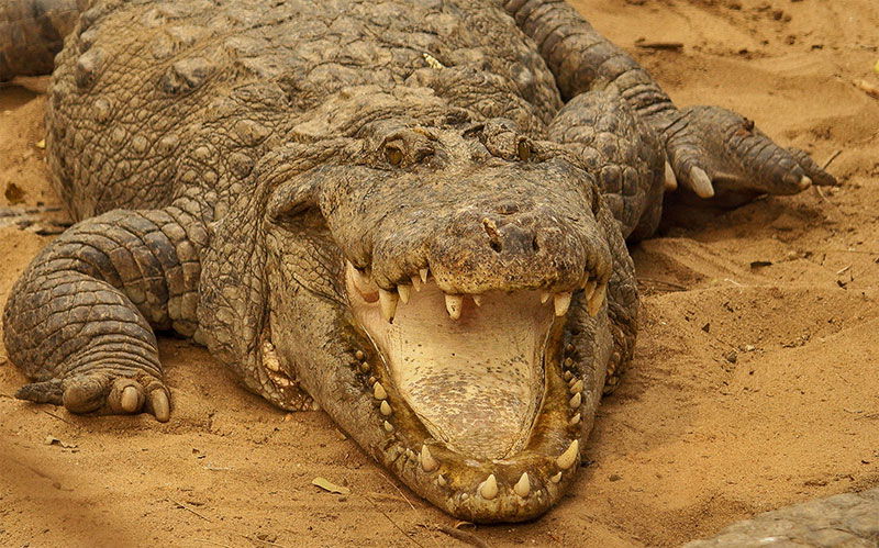 crocodile with mouth open