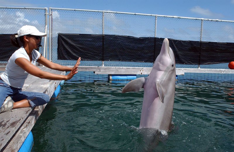 Female bottlenose dolphin