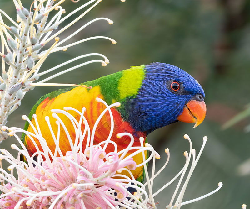 Lorikeet