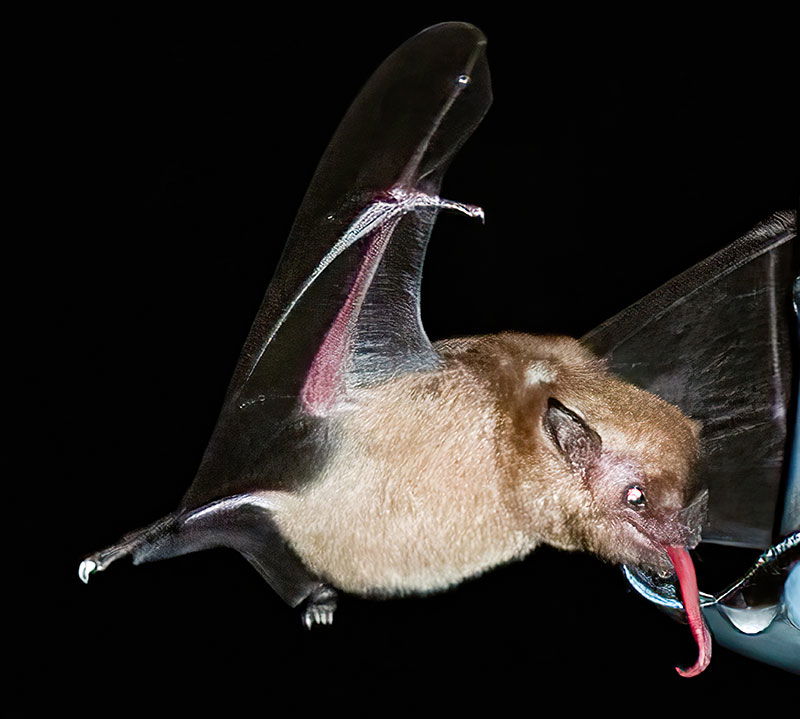 nectar bat