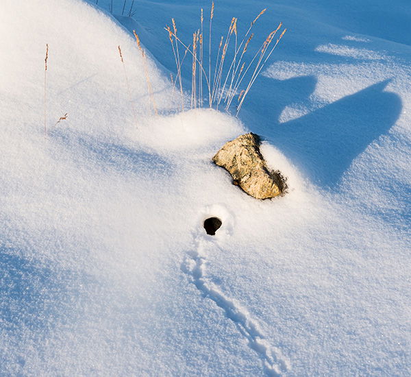 Hole in snow