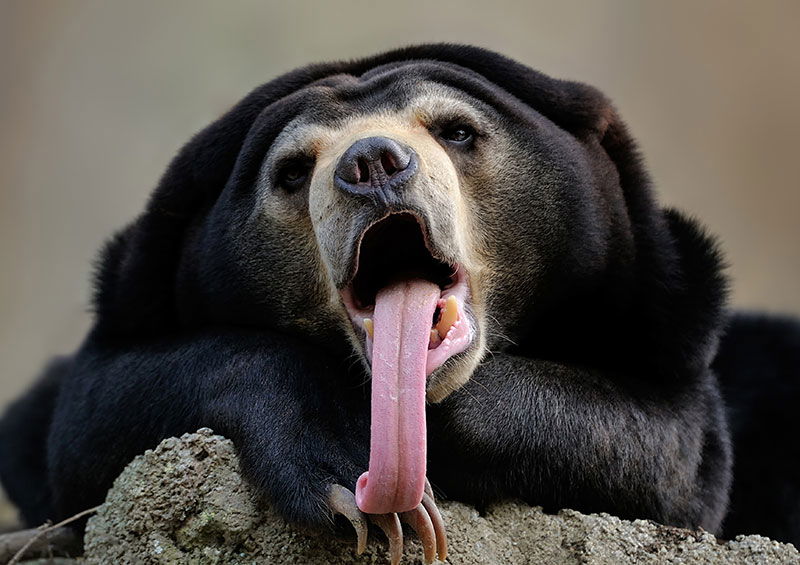 Sun bear with tongue sticking out 