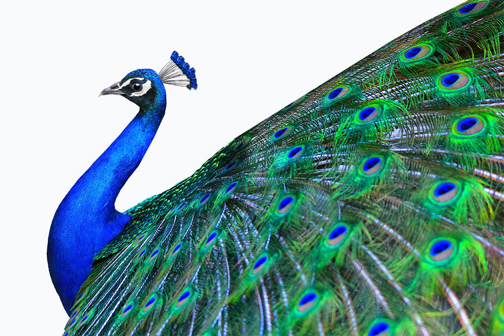 peacock