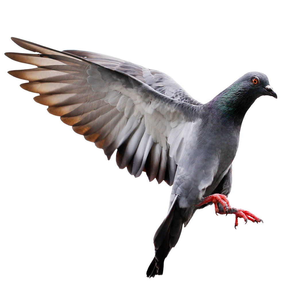 pigeon