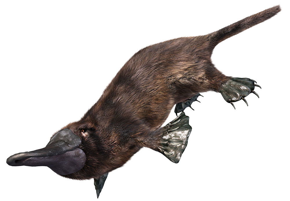 platypus