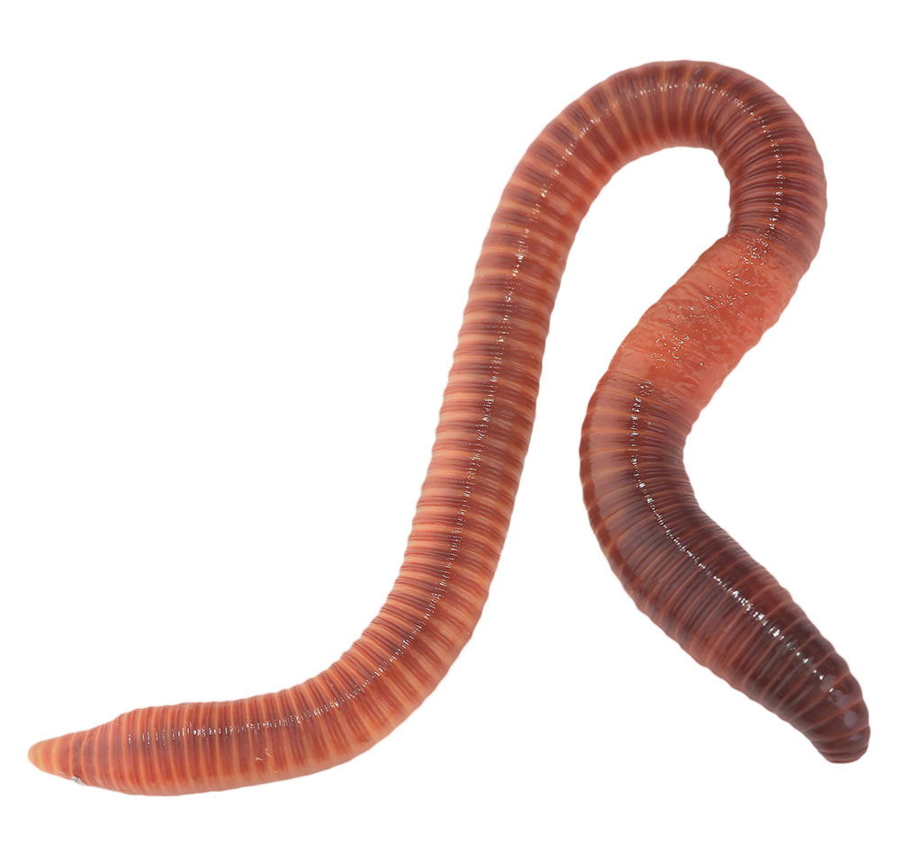 worm