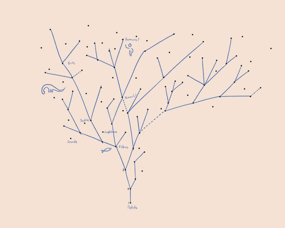 connect-the-dots evolution tree