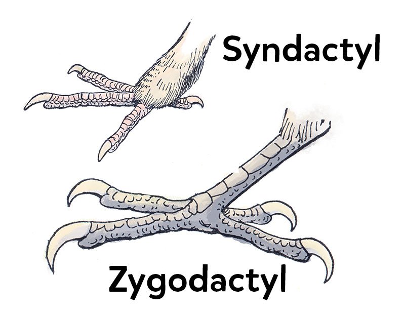 syndactyl and zygodactyl feet