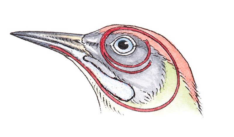 woodpecker skull diagram