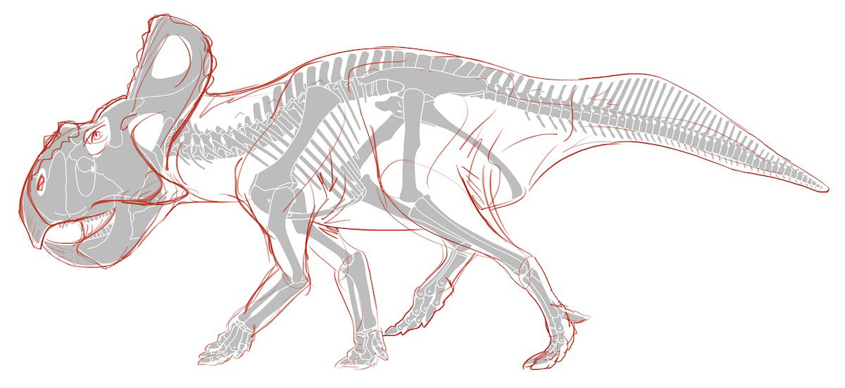 Protoceratops Bone Structure