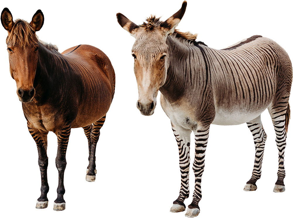 Zoe the zorse and Cletus the zonkey