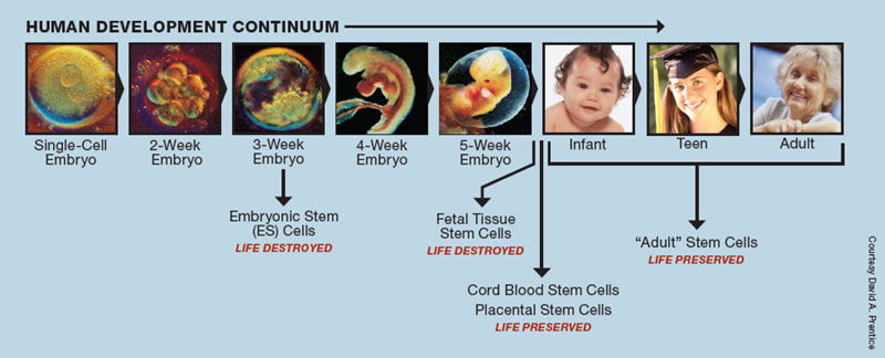 Stem Cells - Playing God or Helping Humanity!