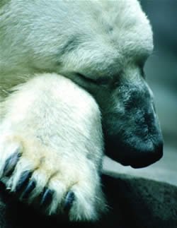 Polar bear's paw