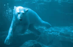 Swimming polar bear