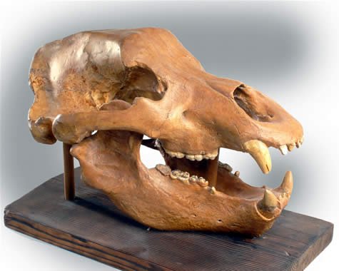 Cave bear skull fossil