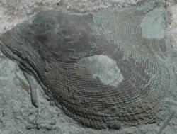 ornamented fossil