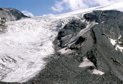 Wood adjecent to and within the Parrot Glacier