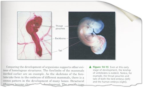 Secular biology textbook claiming that “similarities” between bird and human embryos prove evolution.