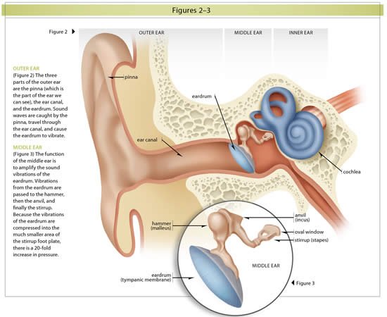 The outer and inner ear
